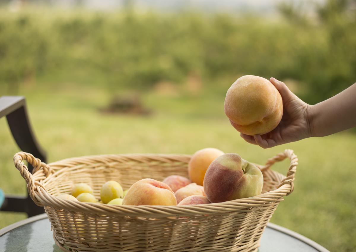 Peaches and Plums in a basket. Photo by: Matt Ferguson Photography