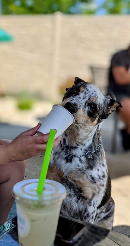 Dog with pup cup on Fresco Tea Bar patio