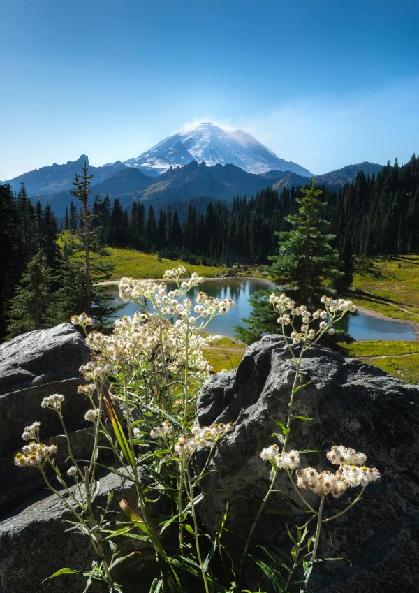 mount rainier