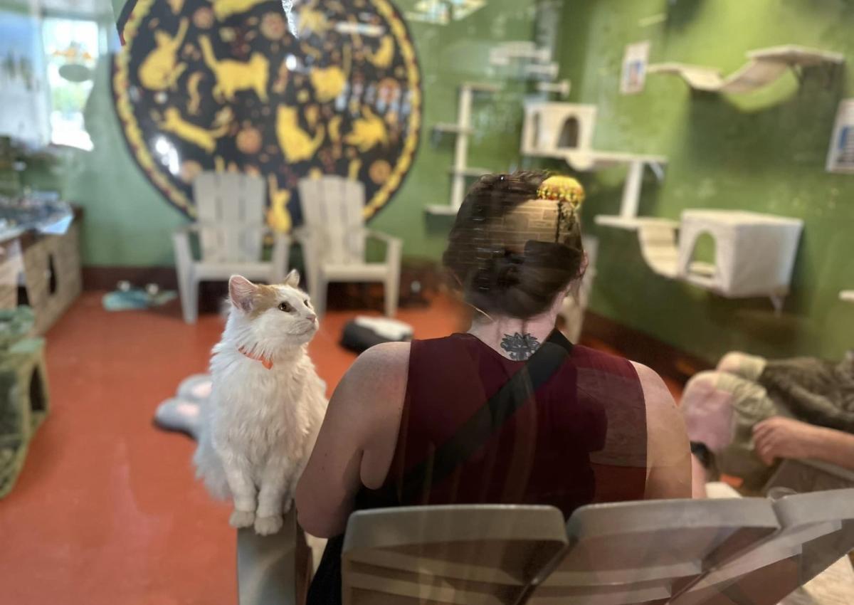 Person sitting in rapid city, sd cafe with cat on the armrest