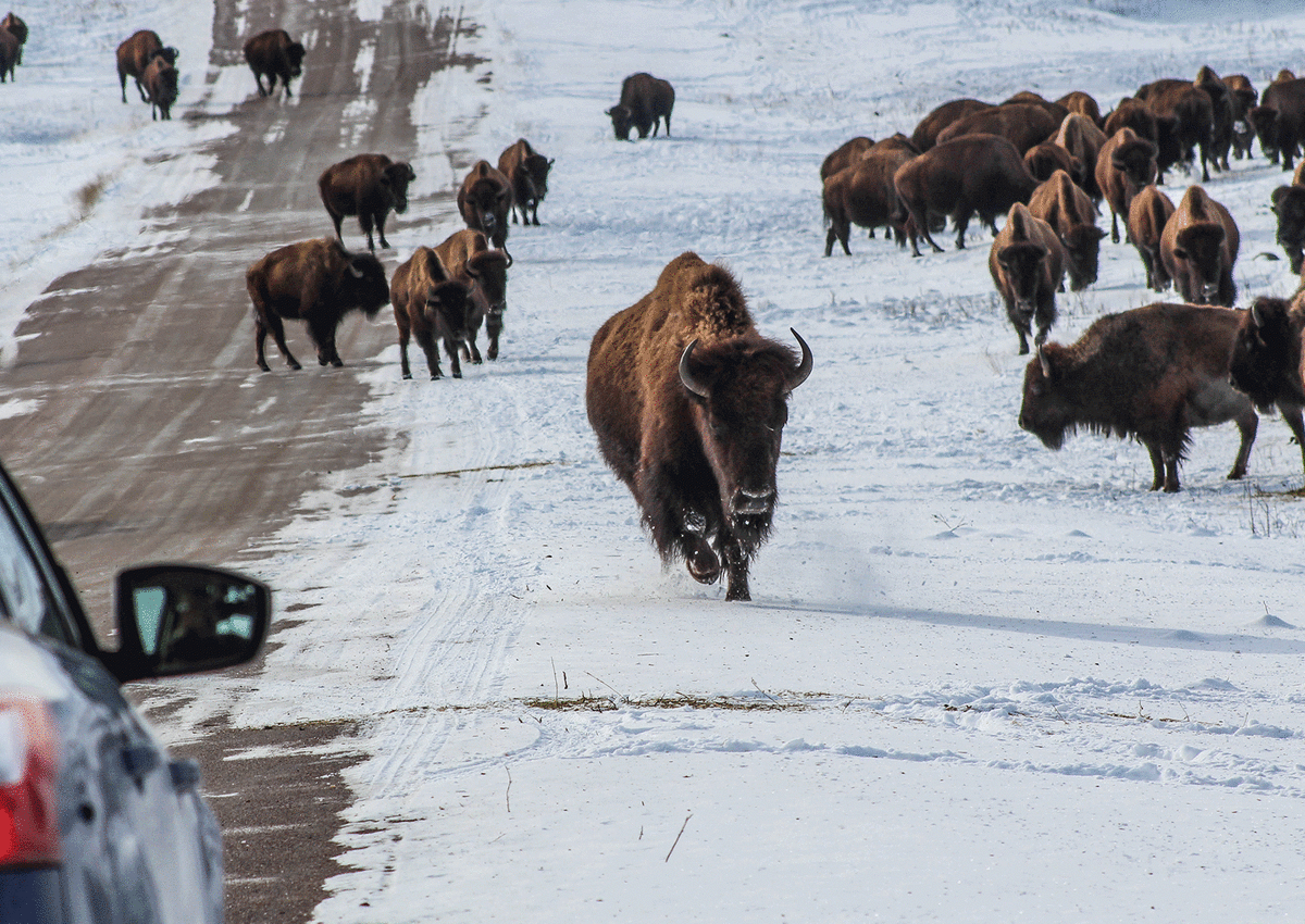 Custer State Park buffalo in the winter surrounding the wildlife loop road