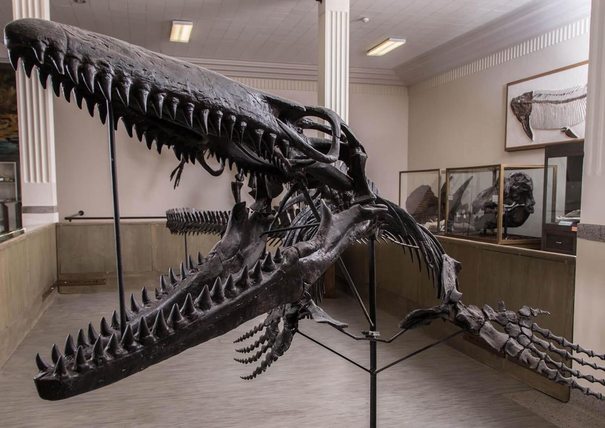 Mossasaur skeleton on display at the museum of geology at south dakota school of mines