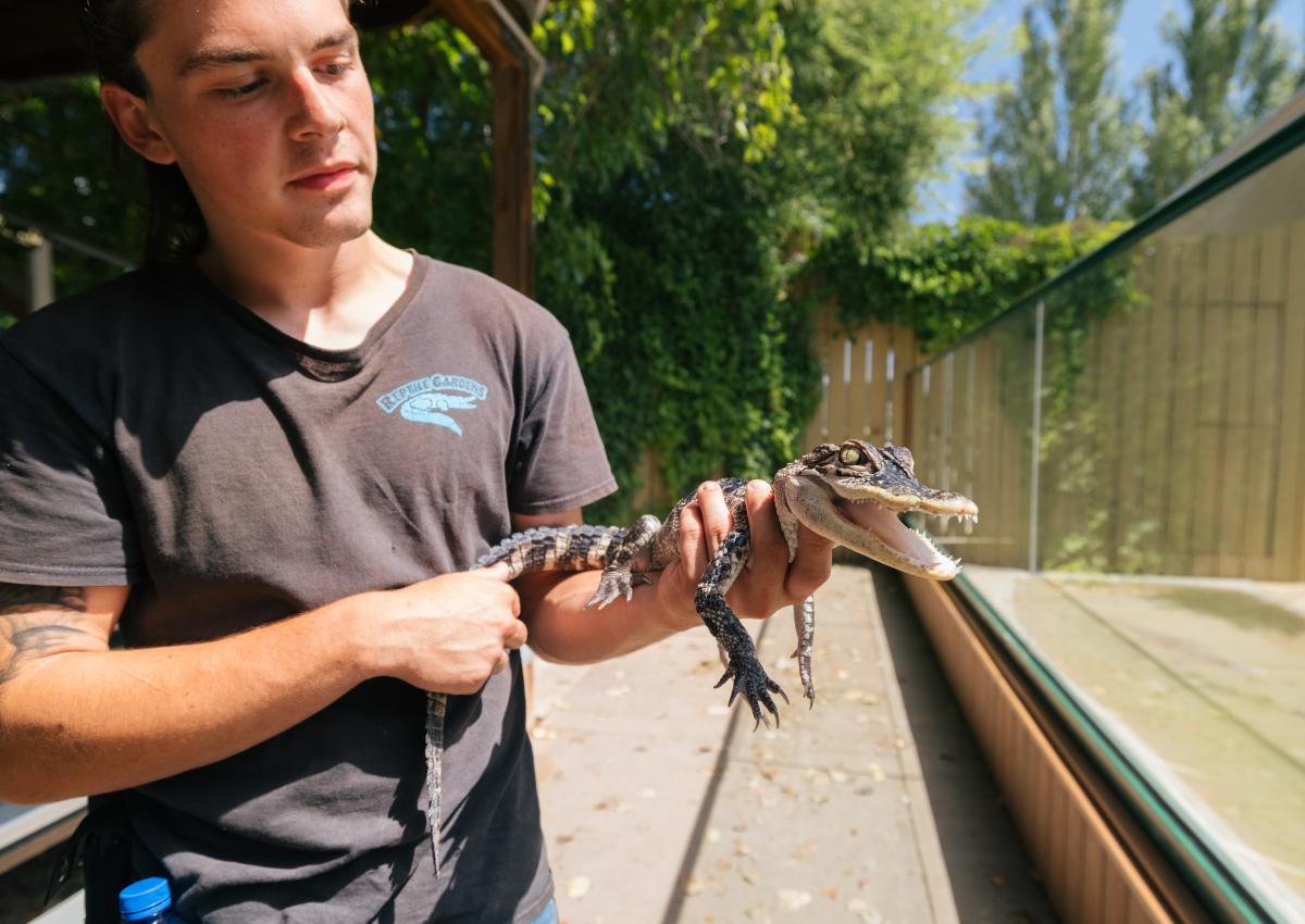 reptile handler with baby gator at reptile gardens in rapid city sd