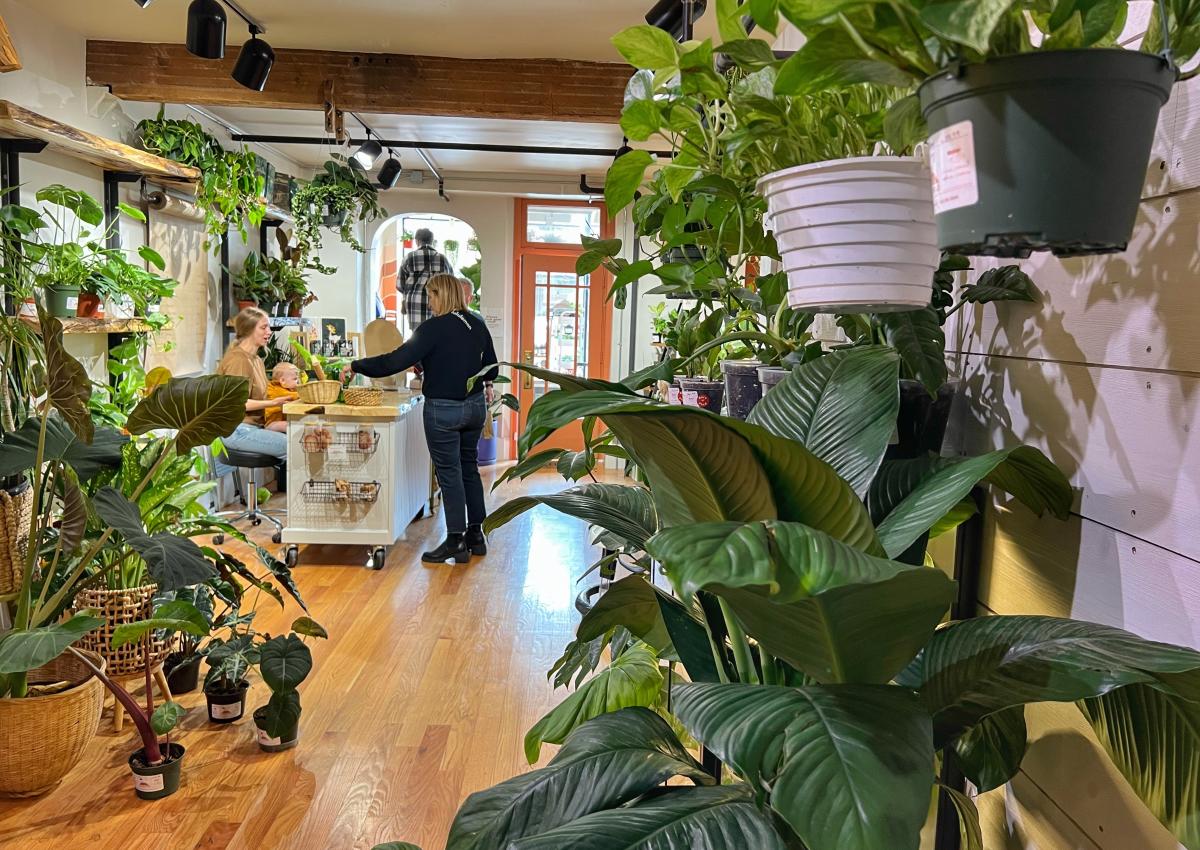 plants for sale inside rapid city's local plant store uprooted