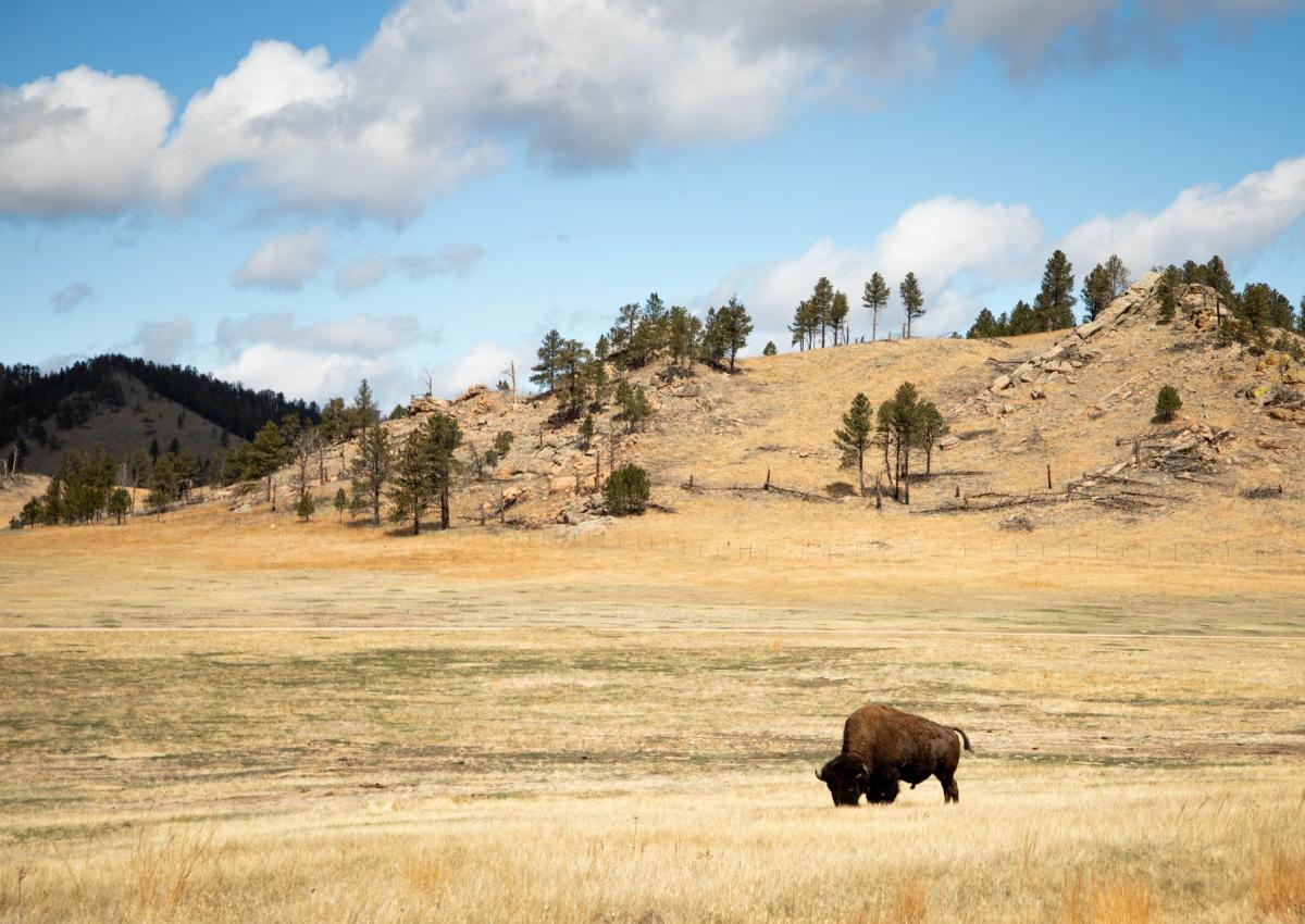 bison in the grassland of wind cave national park