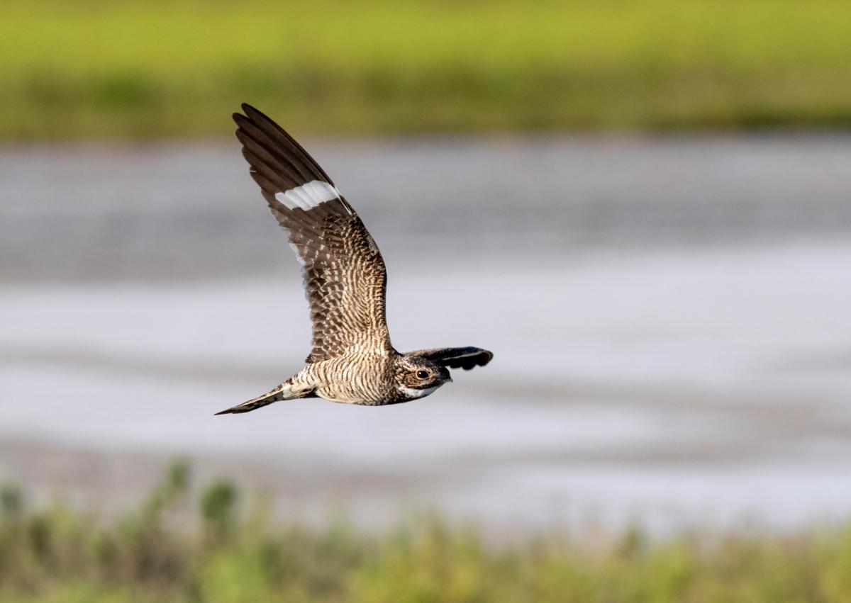 Common Nighthawk