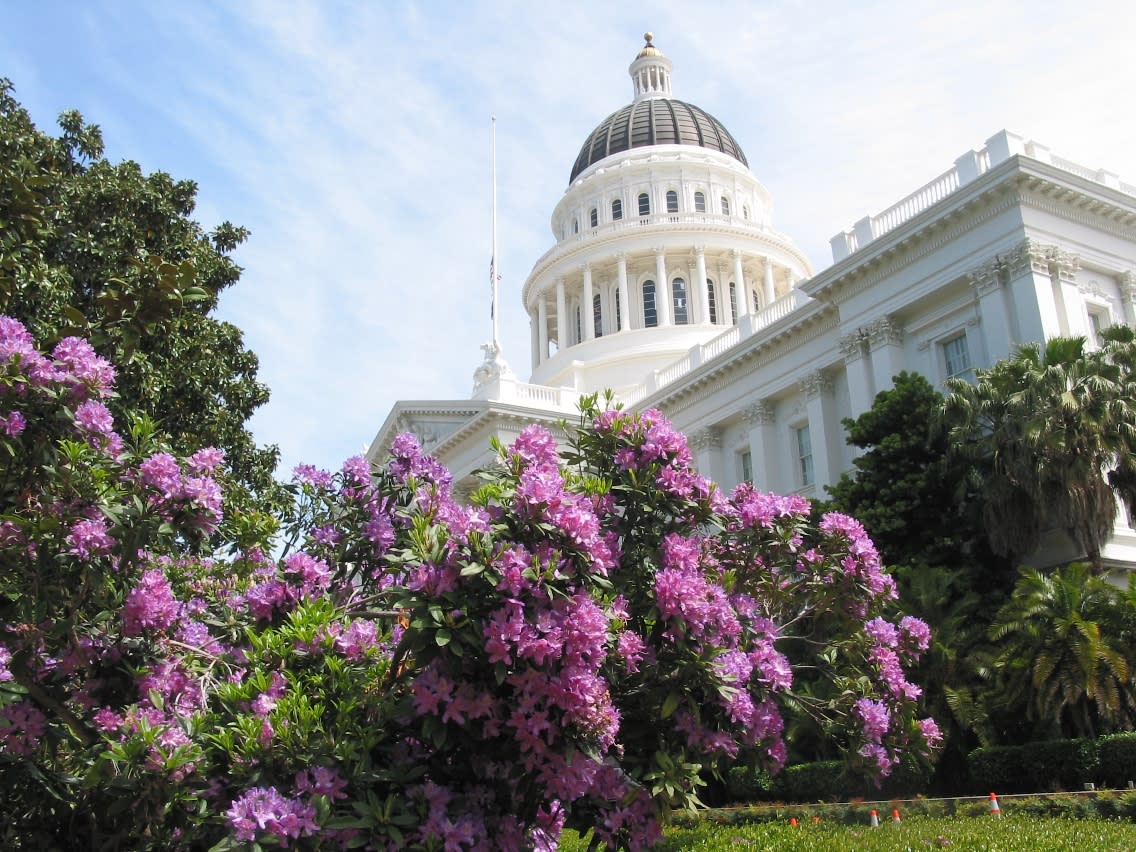 capitol_rhododendron