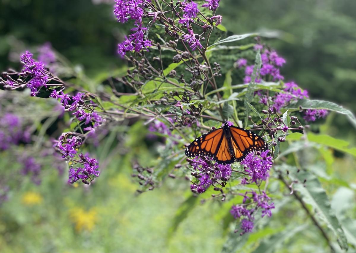 A monarch butterfly lands on a flower at Laurel Hill State Park.