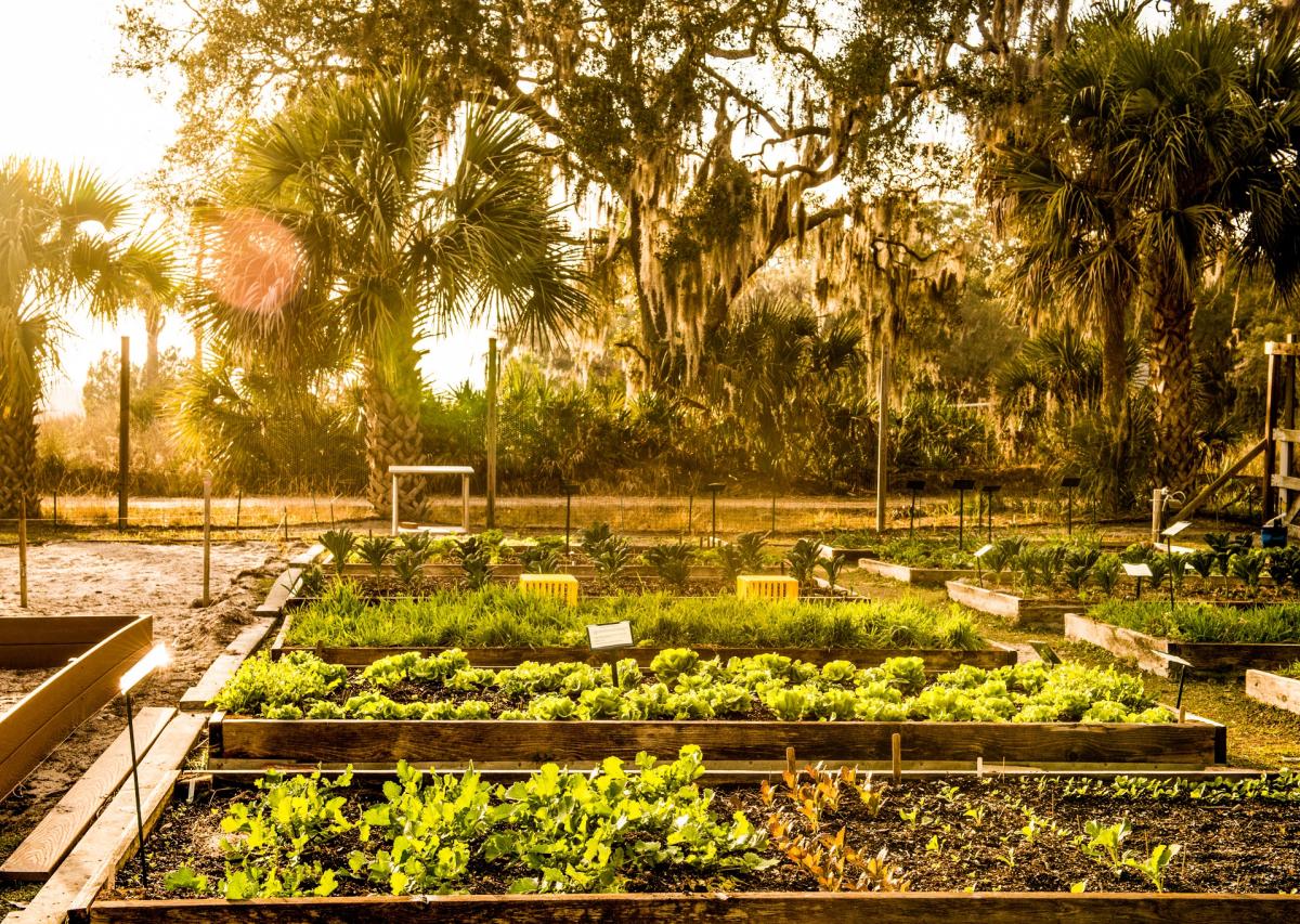 Organic Garden