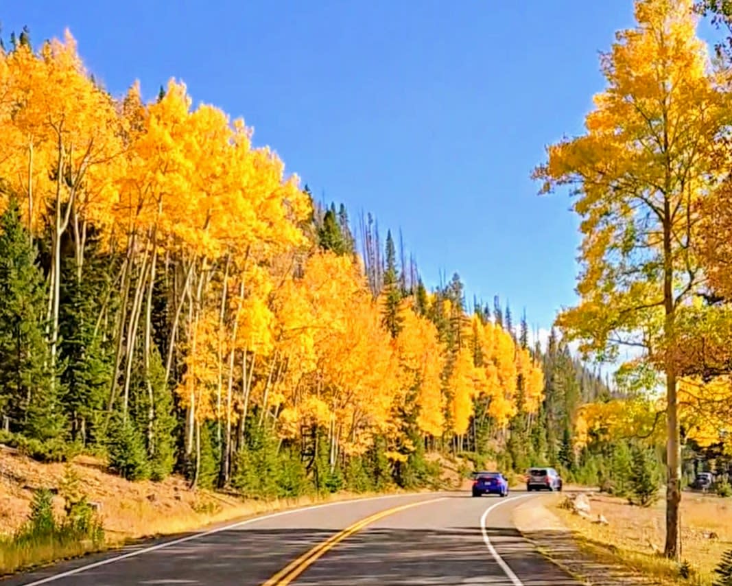 Yellow aspens lining Trail Ridge Road in Rocky Mountain National Park.