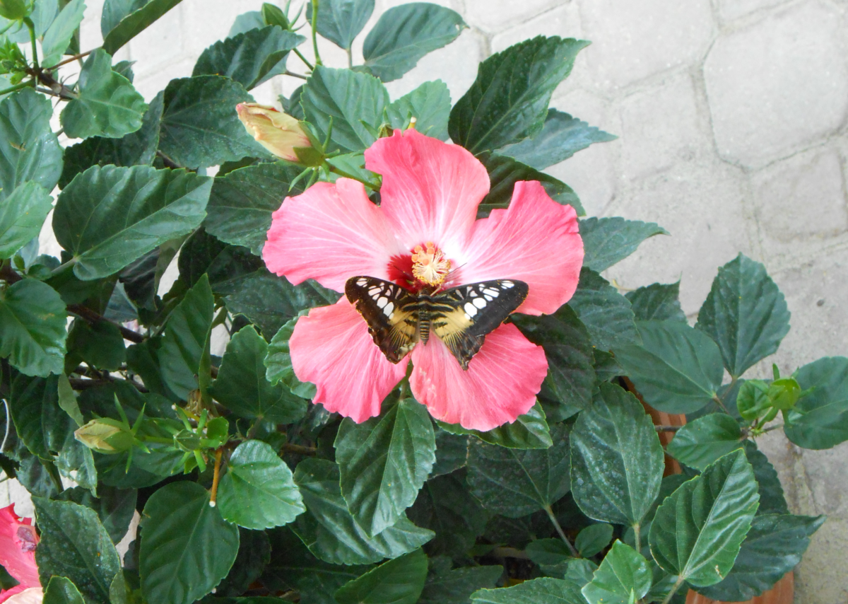 Butterfly on Pink Hibiscus