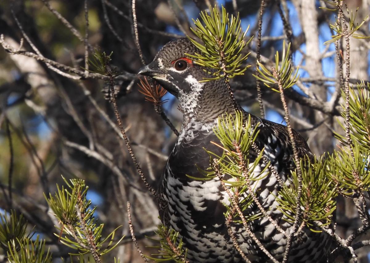 Male Spruce Grouse seen in a wooded perch