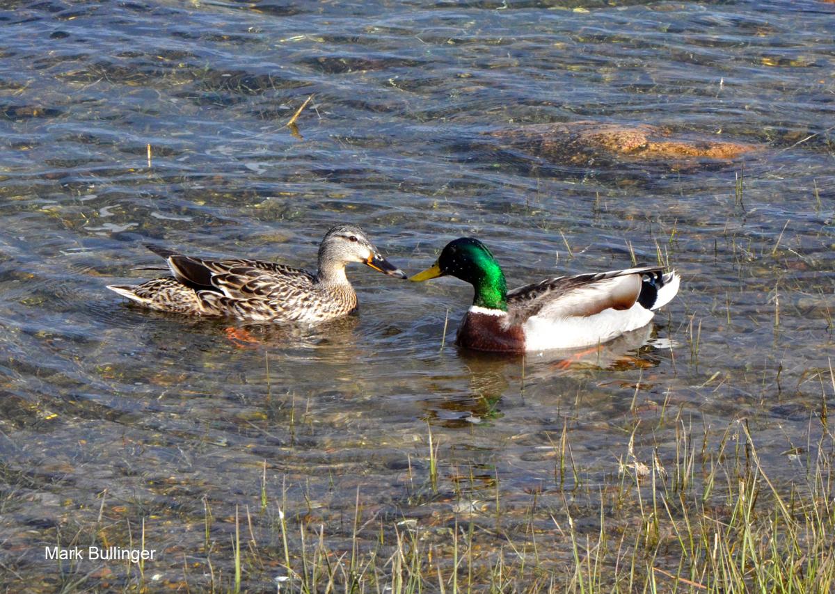 Mallards