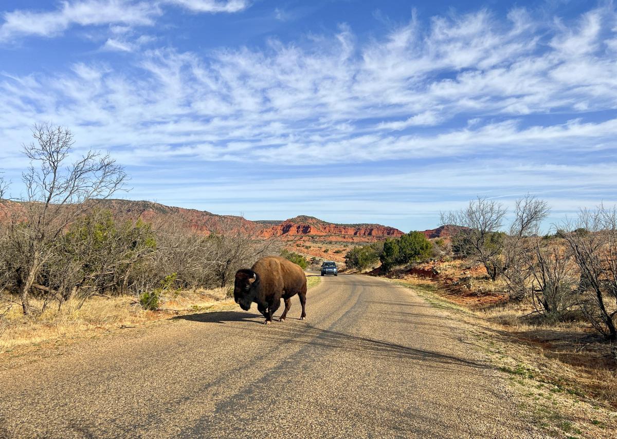 a lone bison crosses a paved road under a wide Texas sky, with red canyon walls rising in the distance at Caprock Canyons State Park near Amarillo