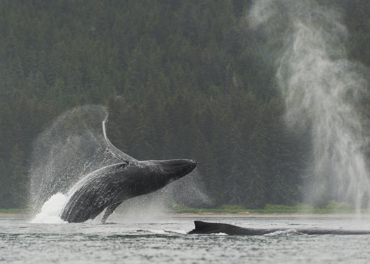ABAK Breaching Whale