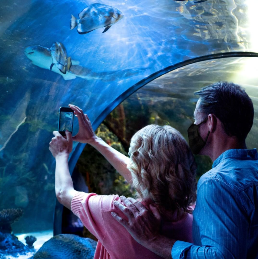 man and woman looking at sea life through glass woman taking a photo of fish on her phone