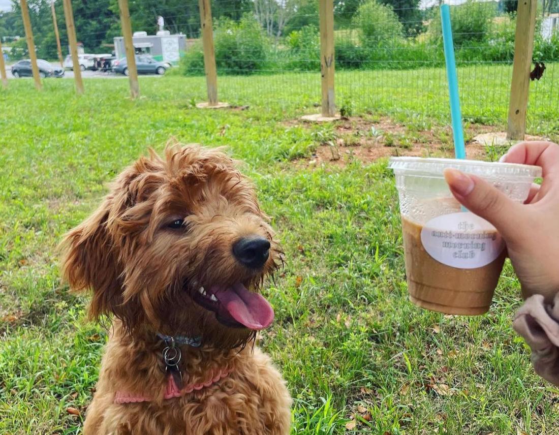 dog looking at cup of coffee