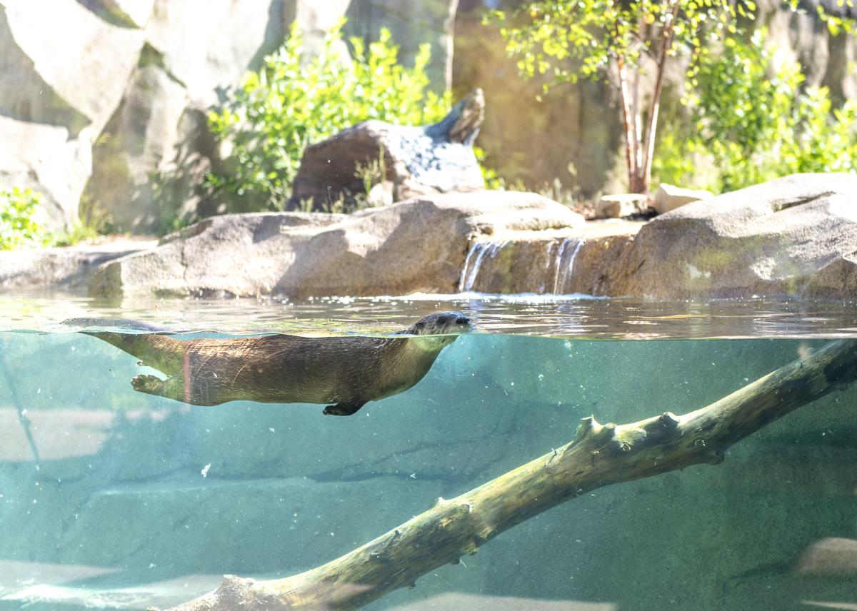 North American River Otter Exhibit at Fort Wayne Children's Zoo