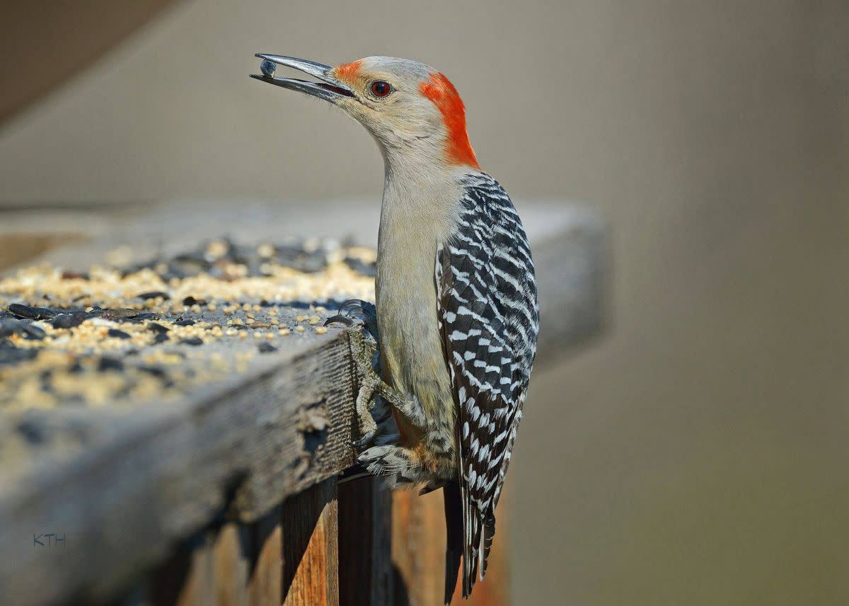 Red-bellied woodpecker