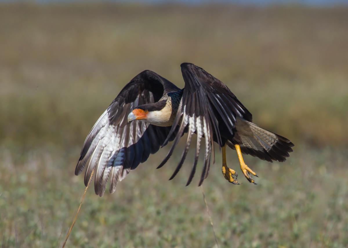 A crested caracara mid flight