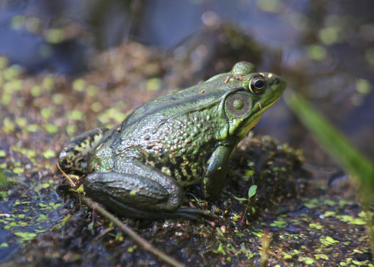 A green frog with textured, bumpy skin sits on a damp, moss-covered patch near the edge of a pond. Tiny specks of debris cling to its back as it gazes into the distance, surrounded by floating duckweed and blurred reflections of the water.