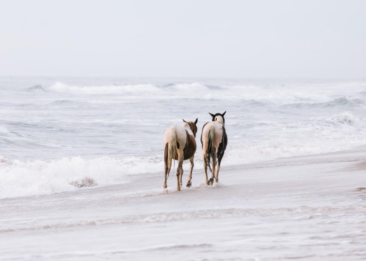 Chincoteague Pony Swim: Morning Beach Walk