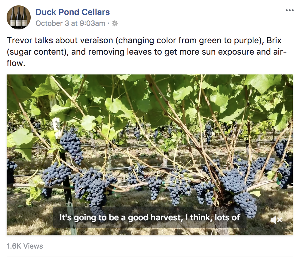 Duck Pond Cellars