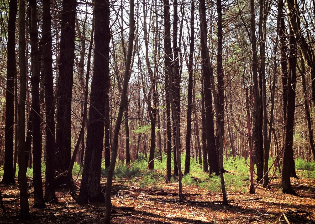 Mount Holly Marsh Preserve