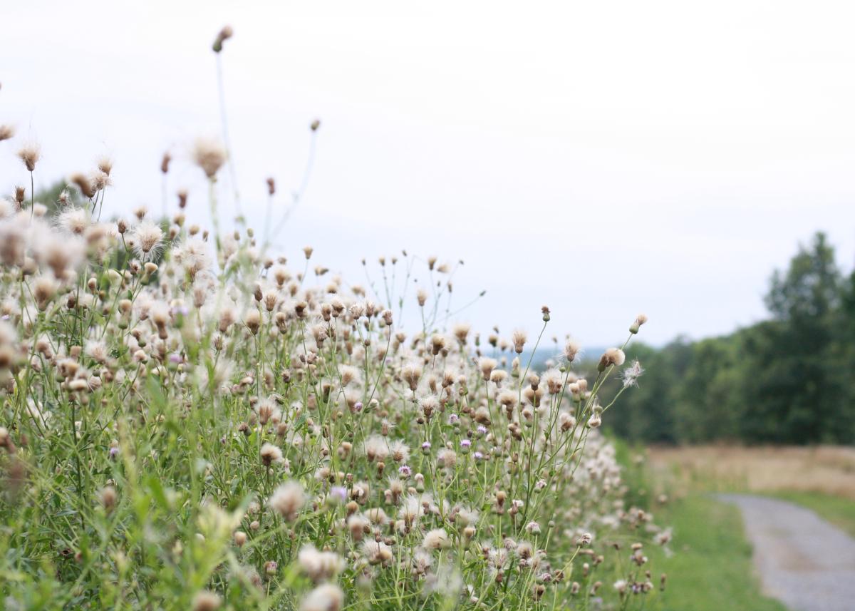 Vincent DiFilippo Nature Preserve-1-7:5