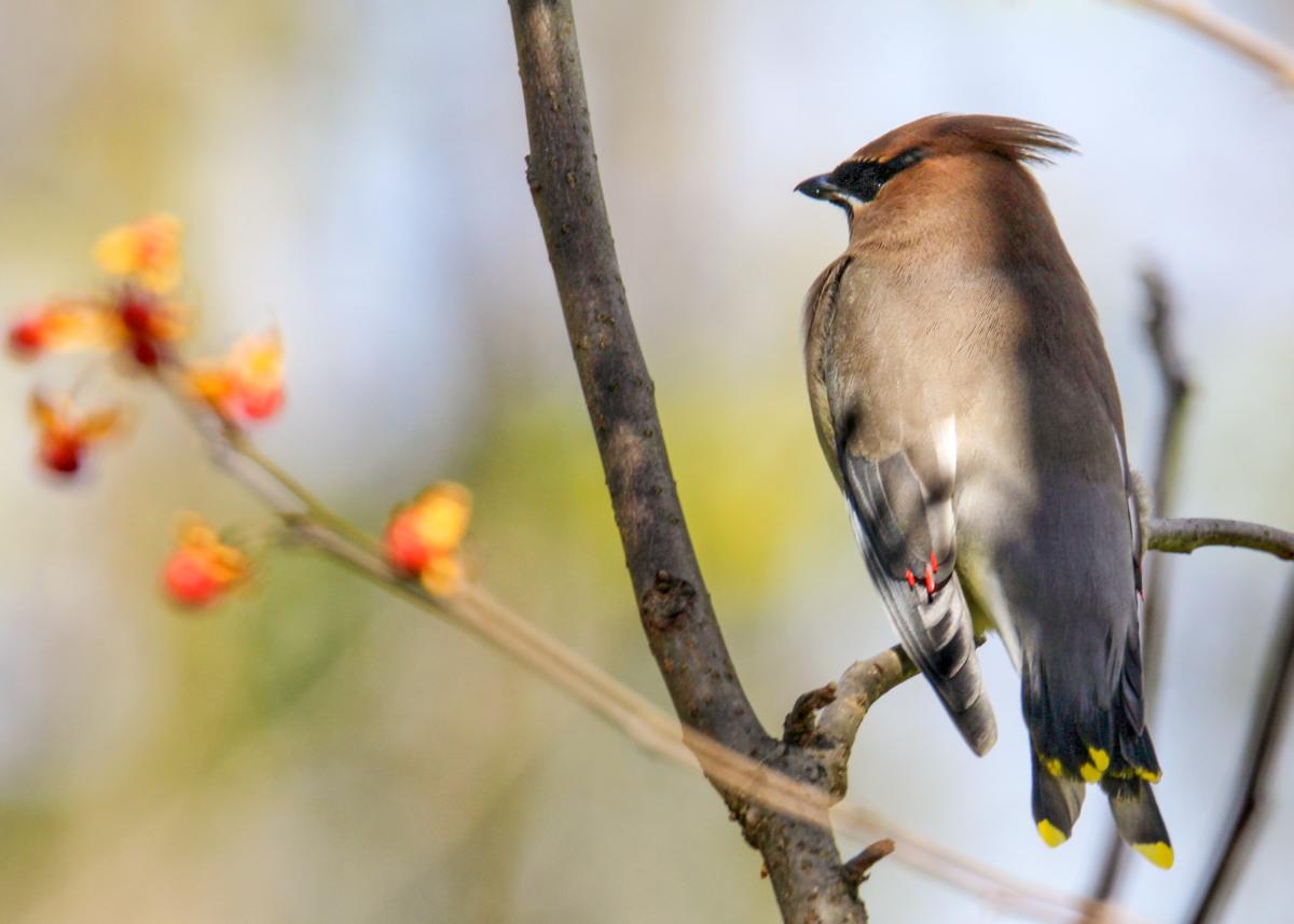 Bird on branch