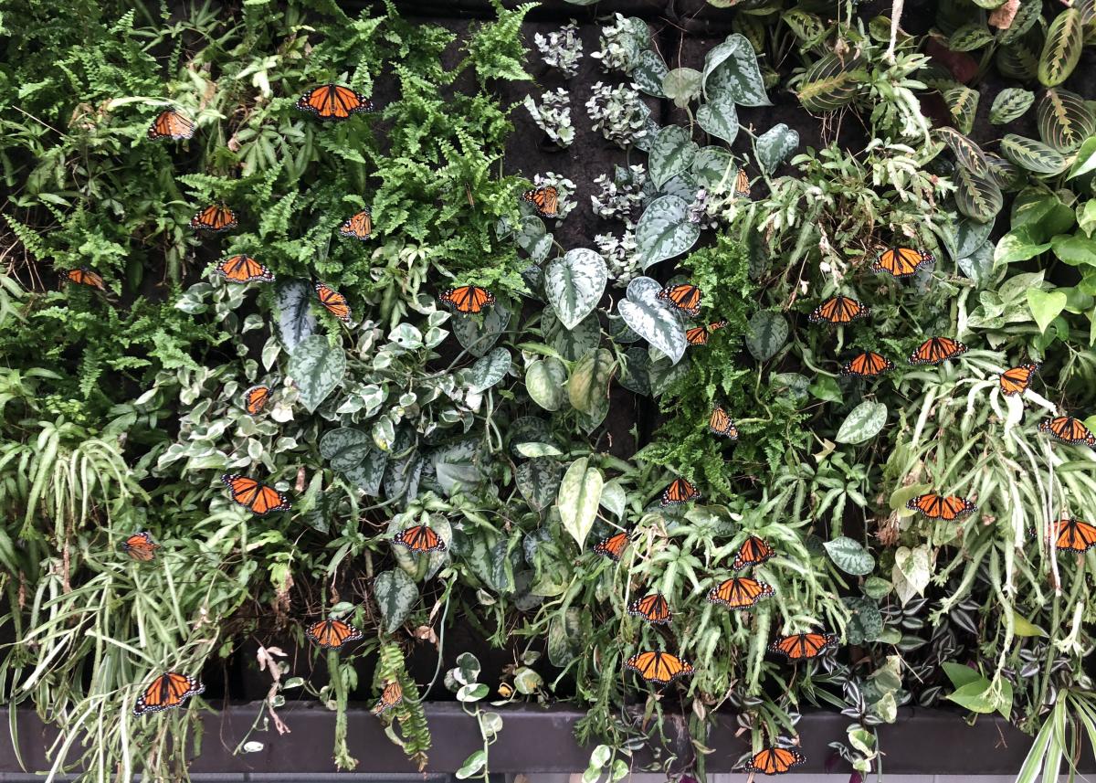 Butterfly House
