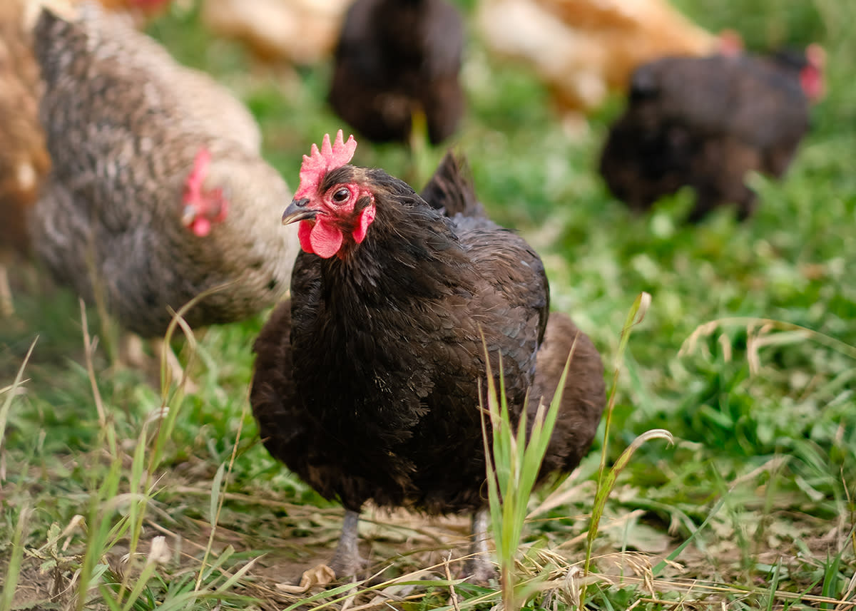 Granby Colorado Sisu Farms - Chickens
