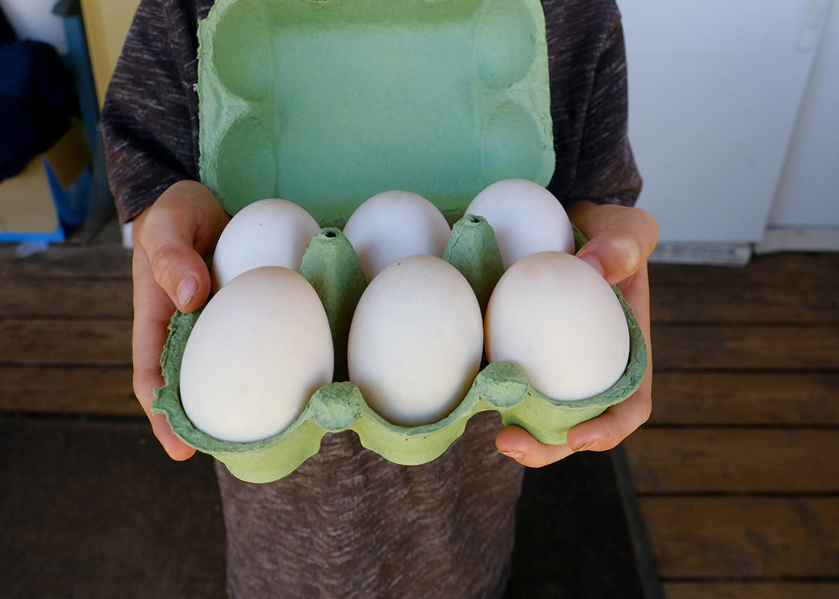 Granby Colorado Sisu Farms - Duck Eggs