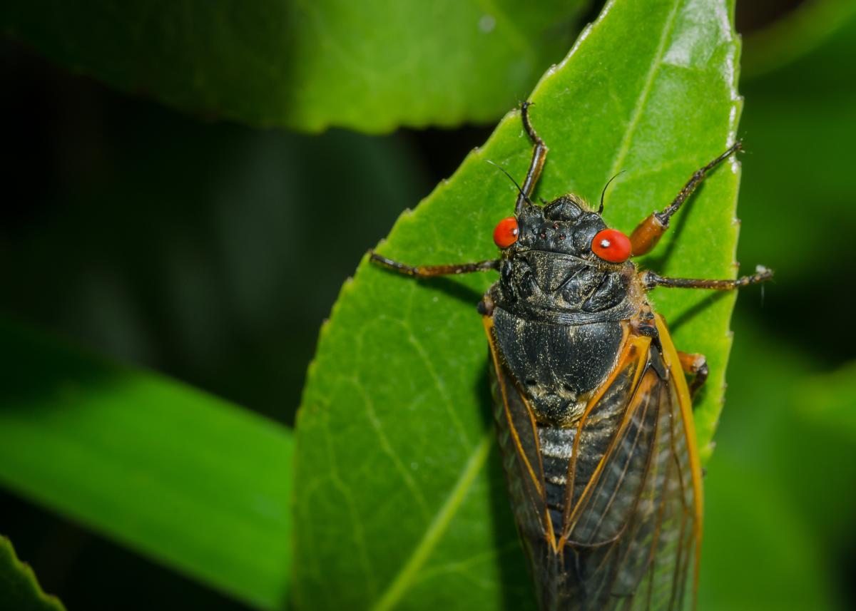 Cicada2