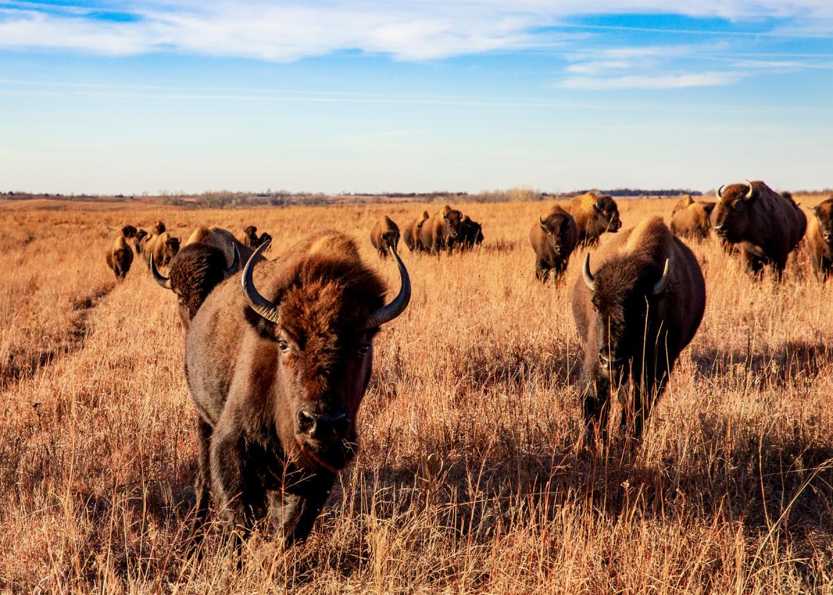 maxwell-wildlife-refuge