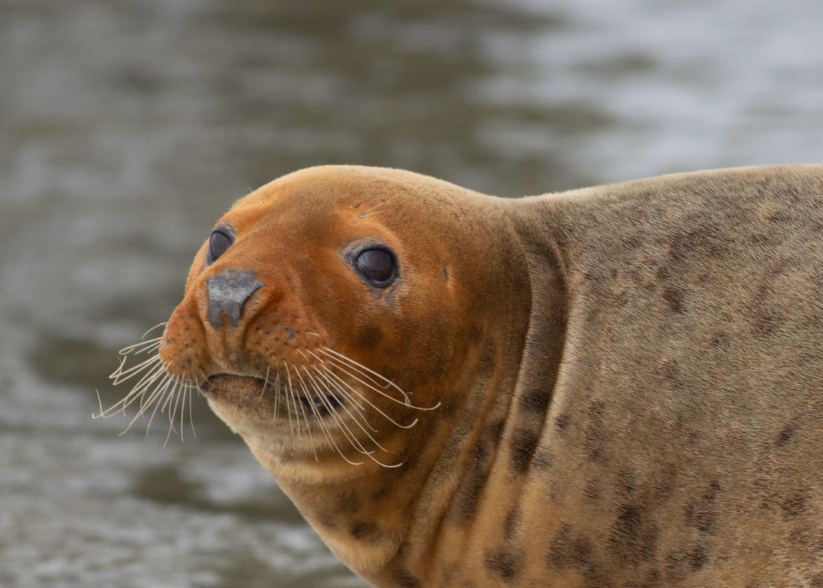 Seal on Beaulieu River