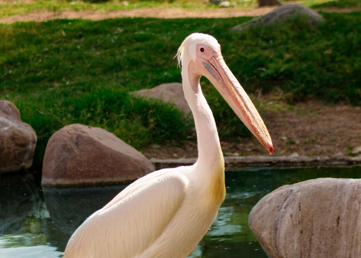 A pelican stands on a rock inside a water feature.