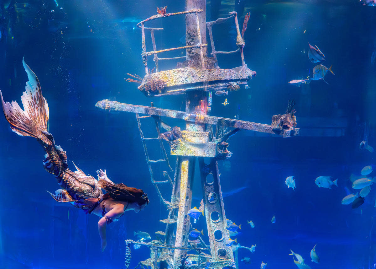 Mermaids at Wonders of Wildlife