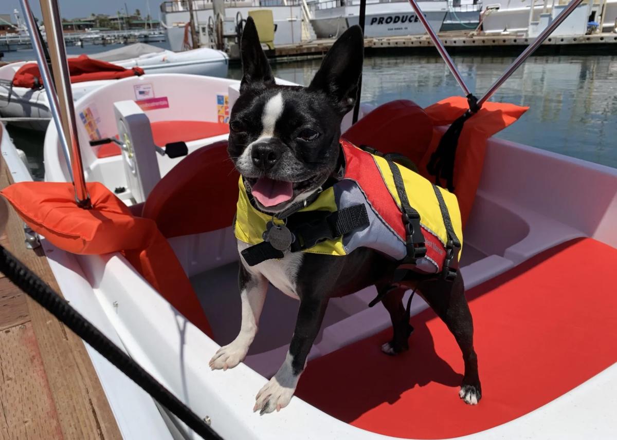 Dog-Friendly-Boating-in-San-Diego