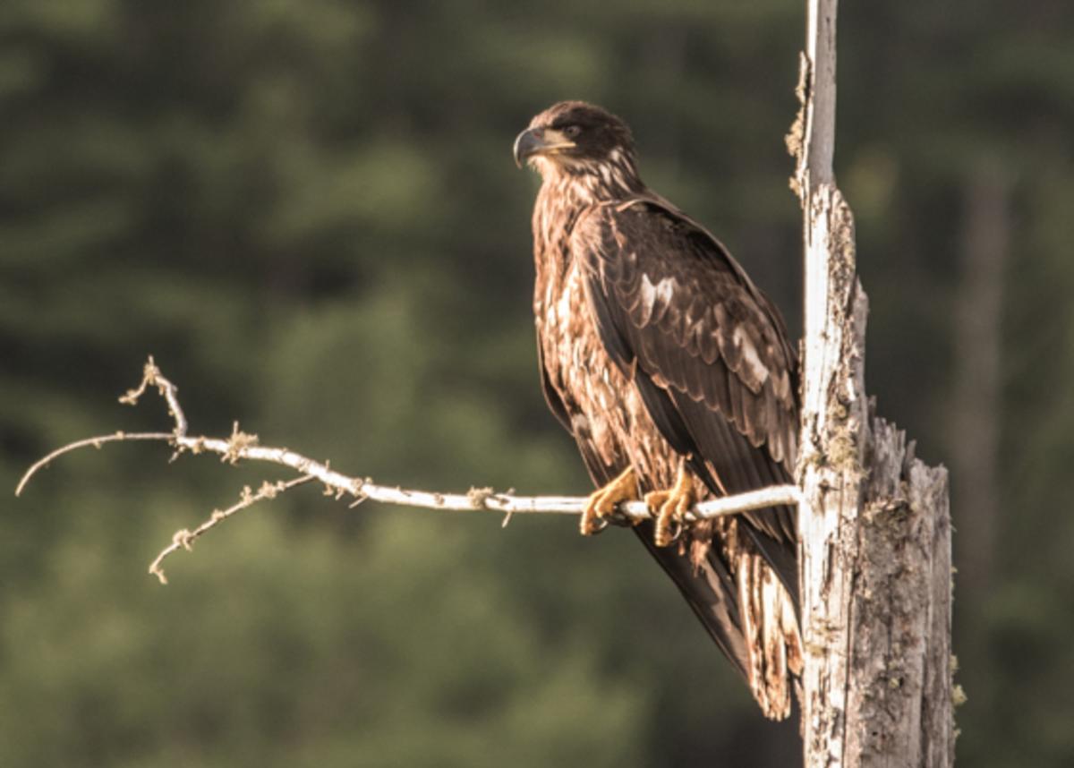 Golden Eagle sits in tree