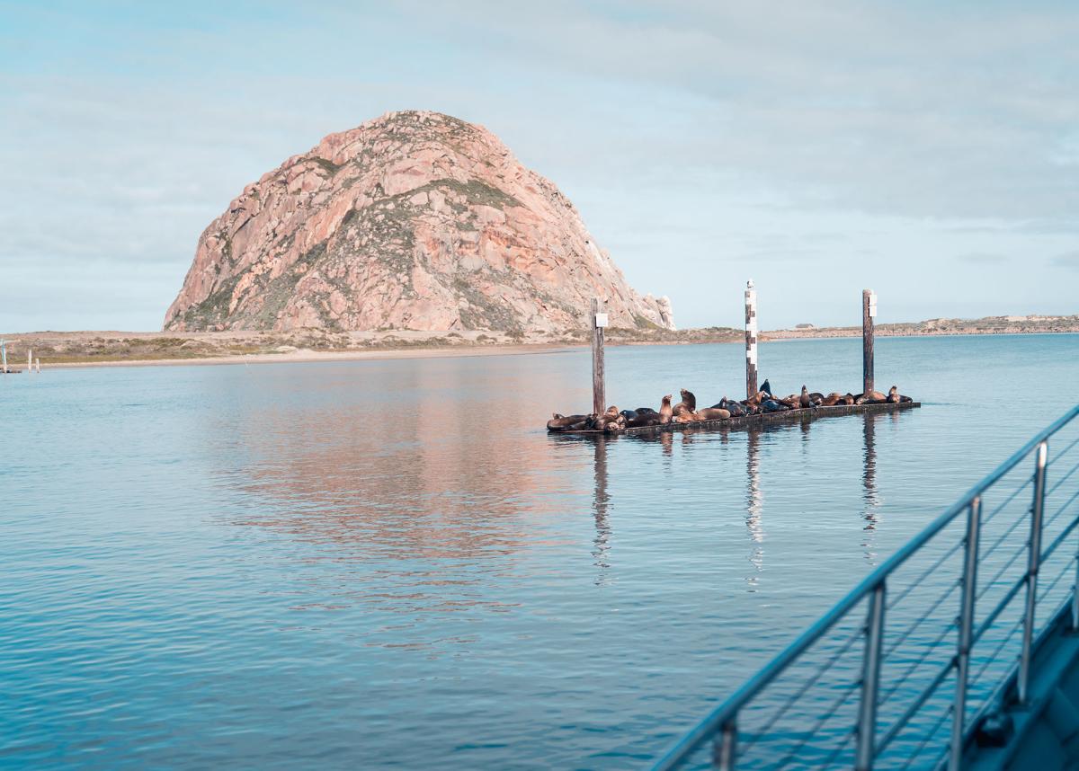 sea lions in Morro Bay