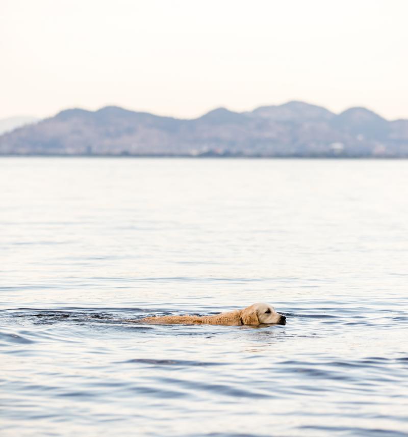 A dog swims in the water at Cedar Creek Dog Beach in Kelowna, BC