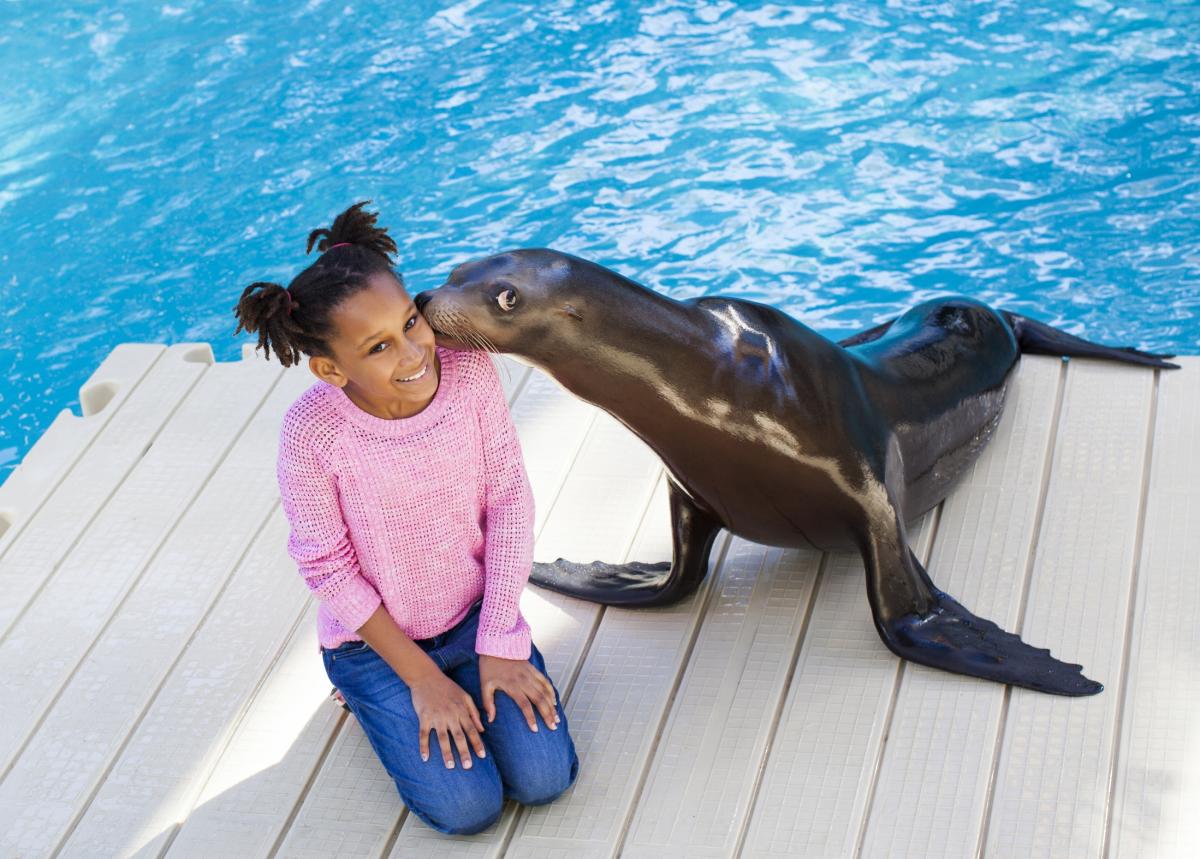 Seal With Girl