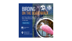 Birding on the Boardwalk