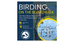Birding on the Boardwalk