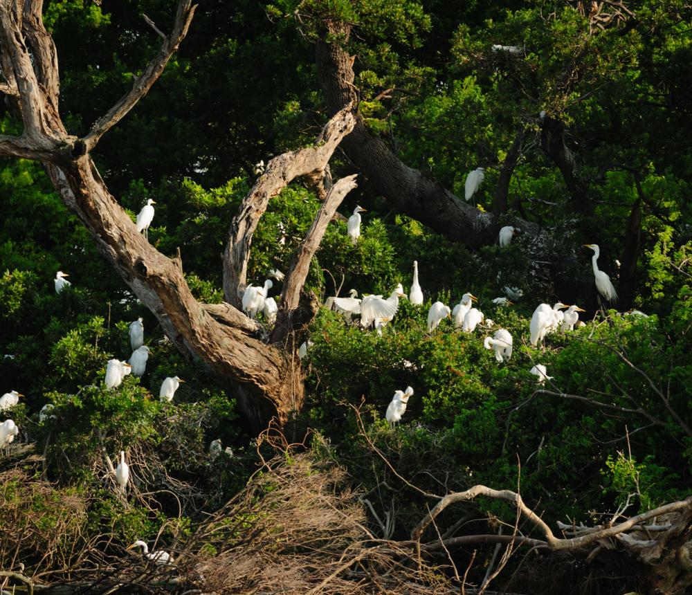 Monkey Island Rookery