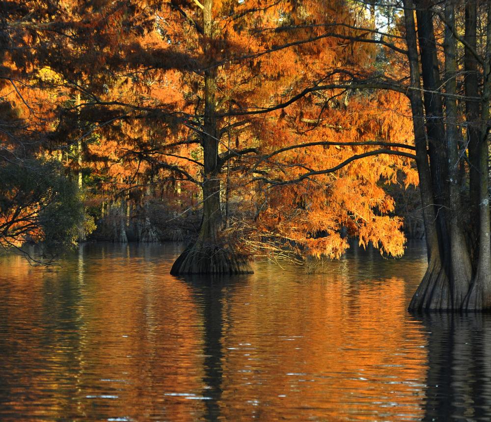 Stumpy Lake Natural Area