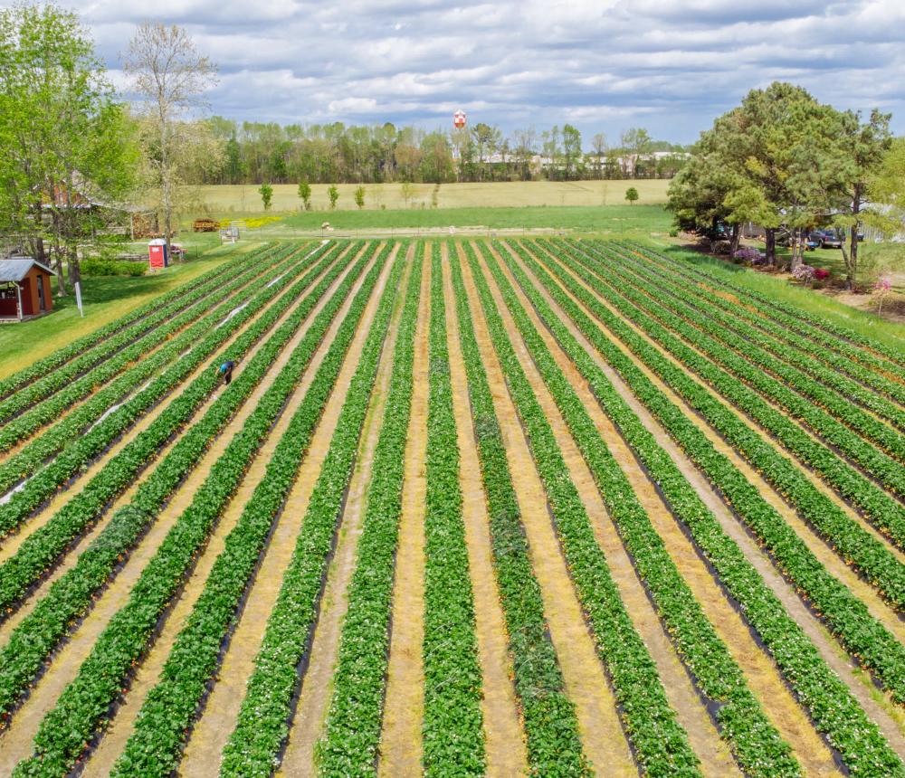 Brookdale Farm Aerial