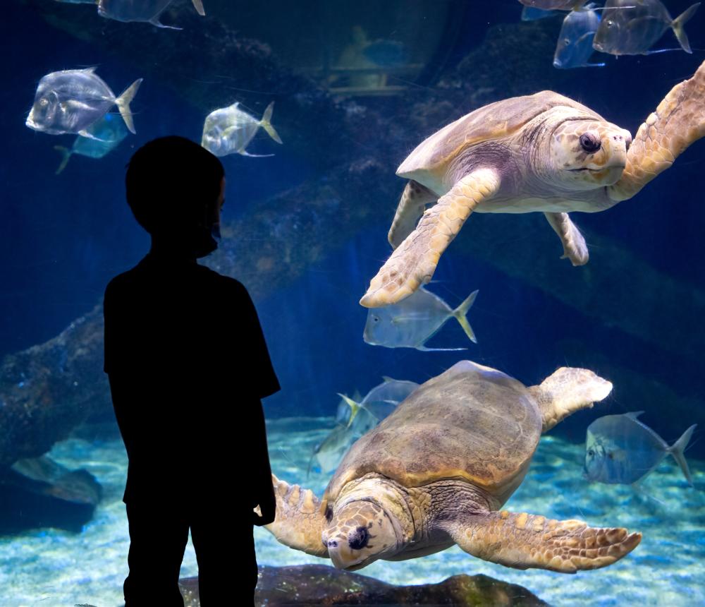 kid - sea turtles- big aquarium