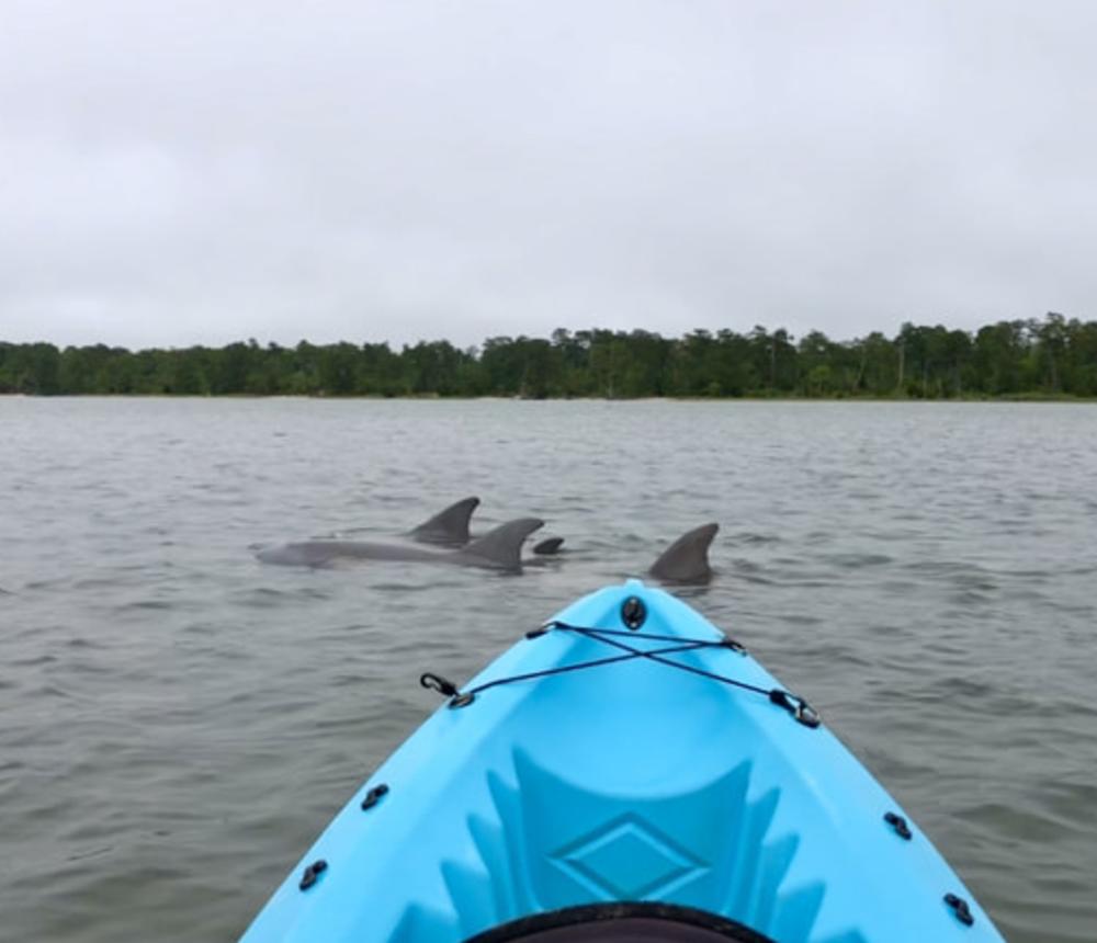 GoKayak Dolphin Tours in Virginia Beach